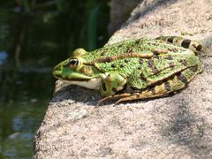 Frosch