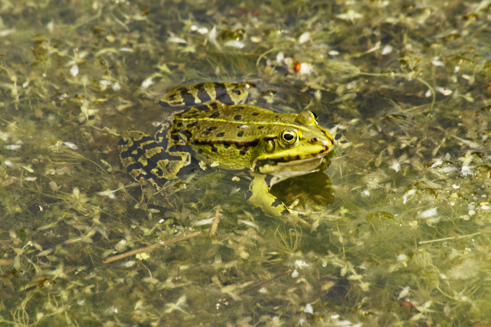 Frosch