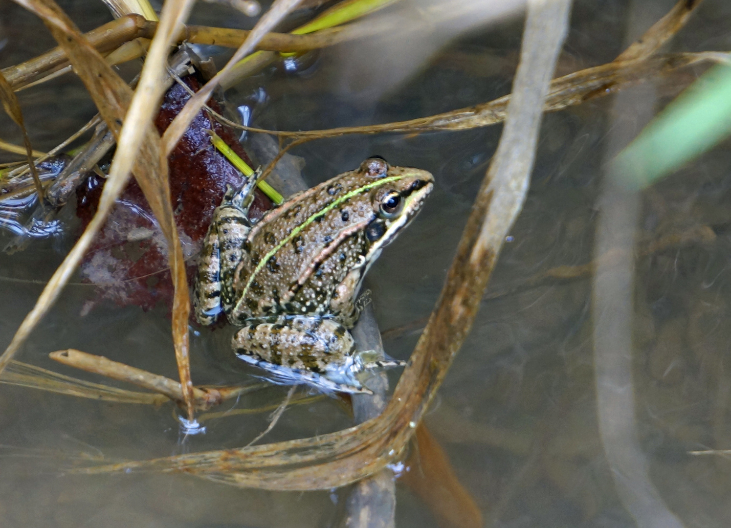 Frosch