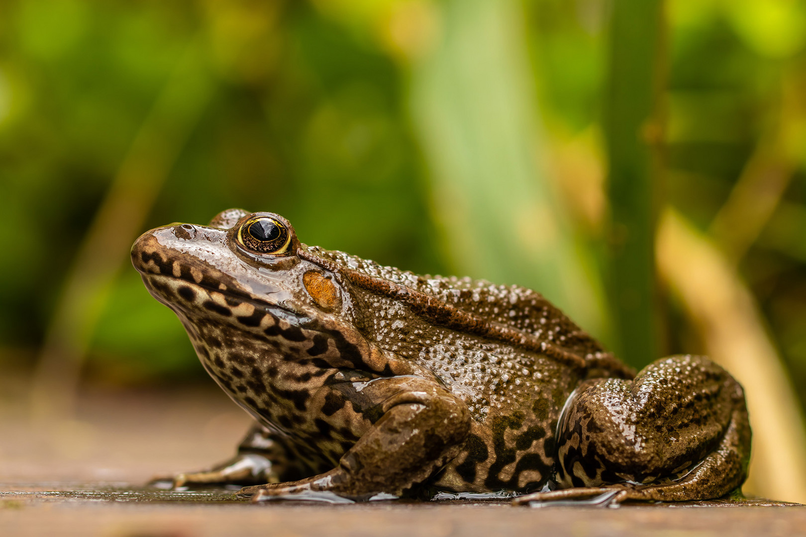 Frosch Foto & Bild | tiere, wildlife, amphibien & reptilien Bilder auf ...