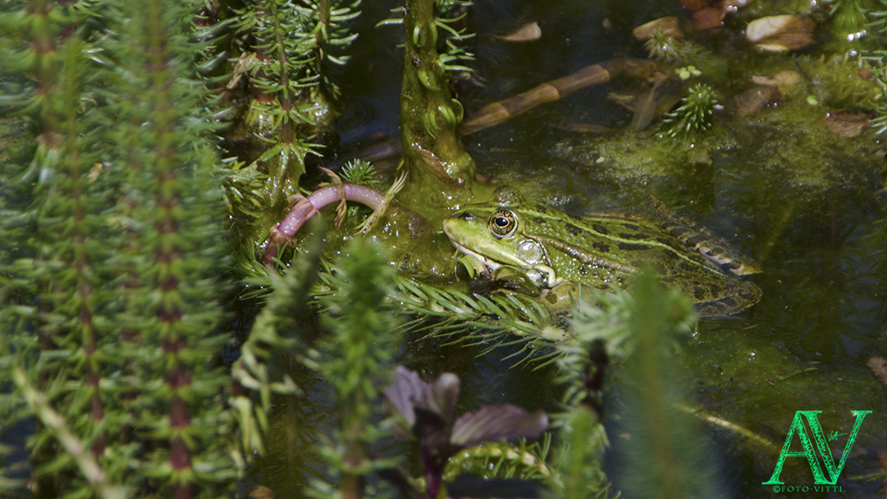 Frosch