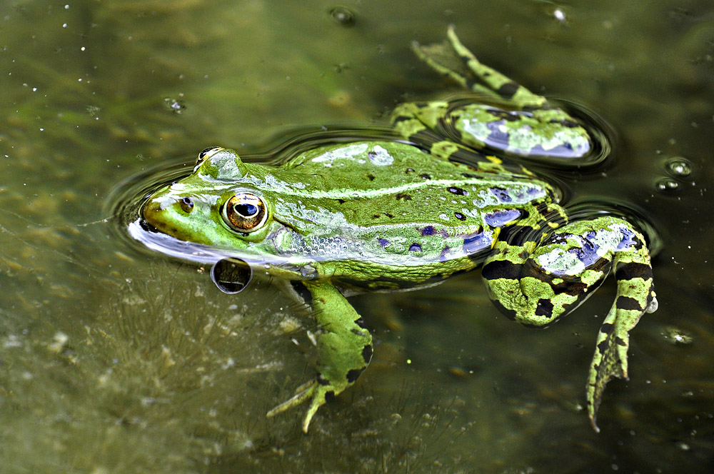 Frosch