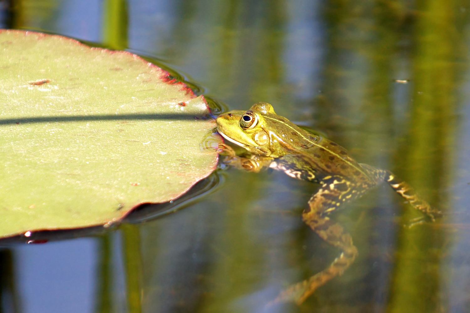 Frosch