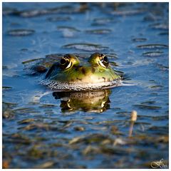 Frosch