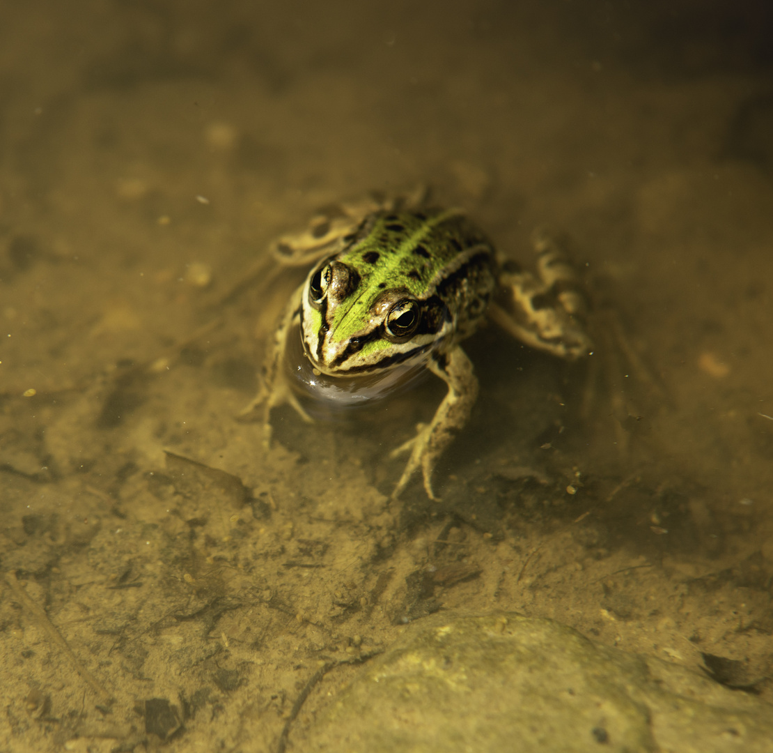 Frosch die Erste