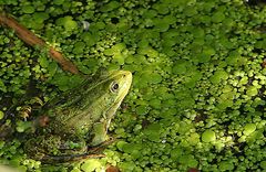 Frosch, die zweite