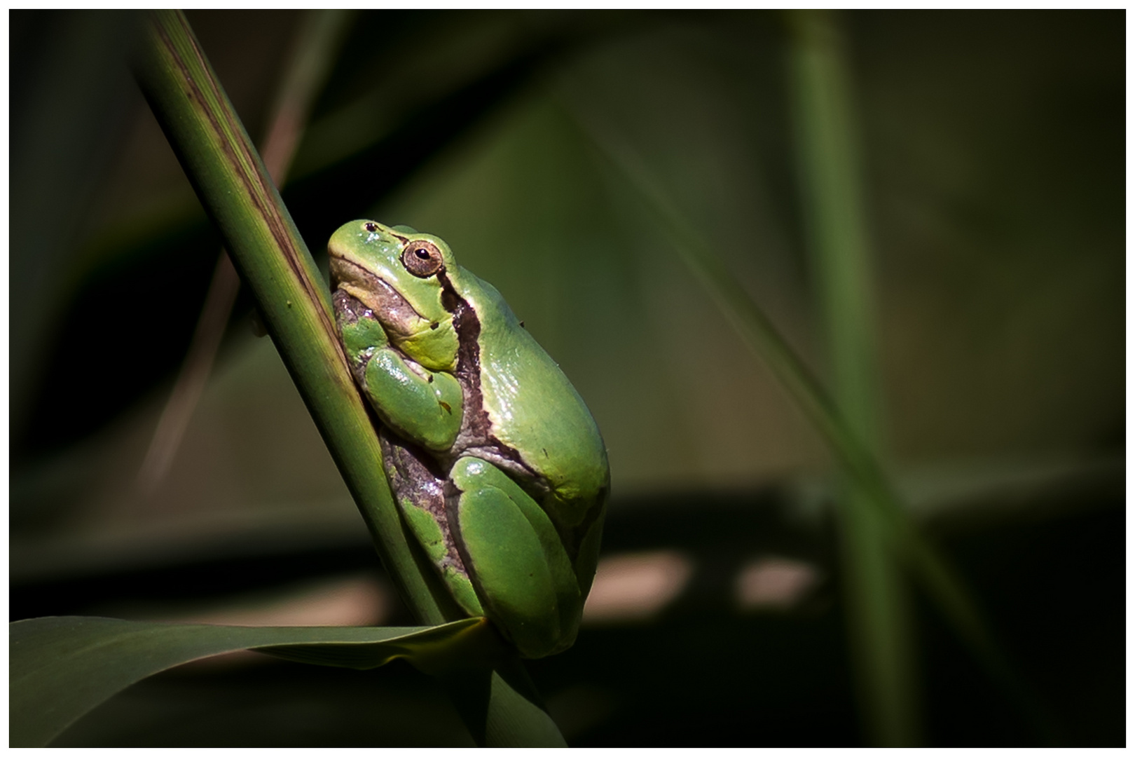 Frosch