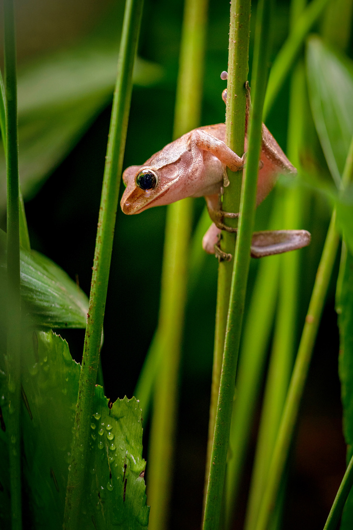 Frosch