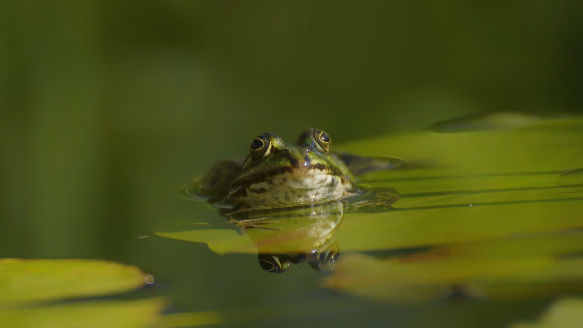 Frosch