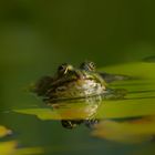 Frosch