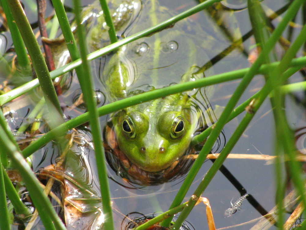 Frosch