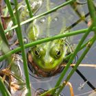 Frosch