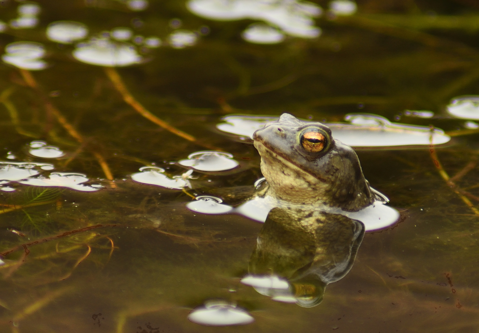 Frosch