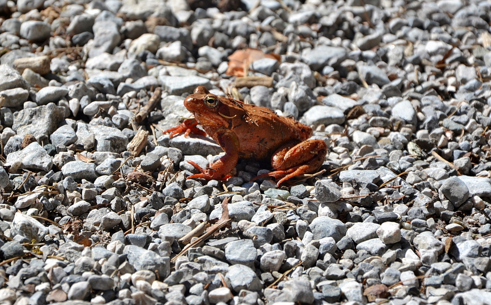 frosch !