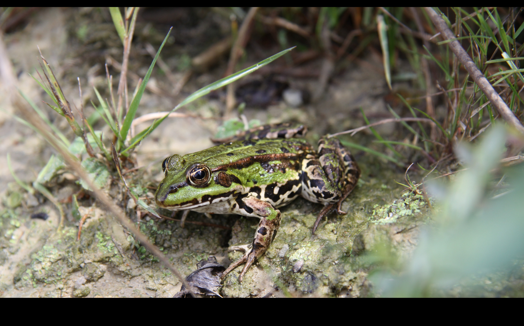 Frosch