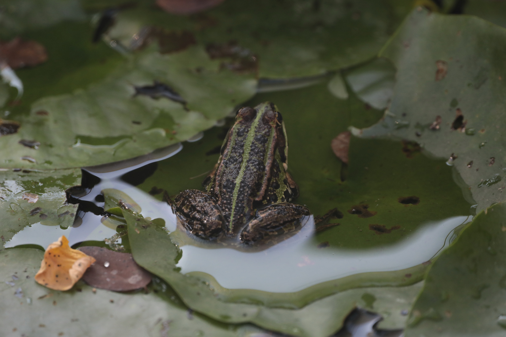 frosch