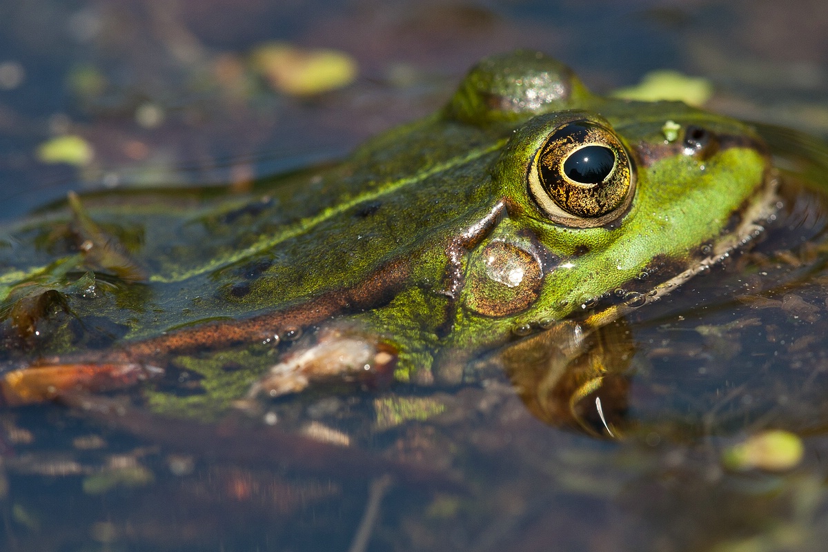 Frosch