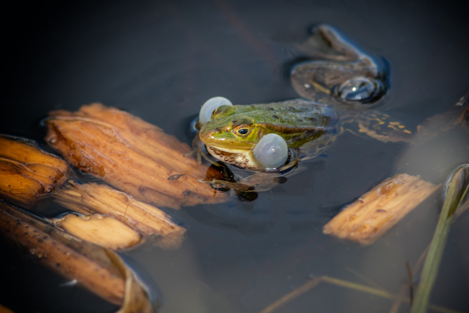 Frosch