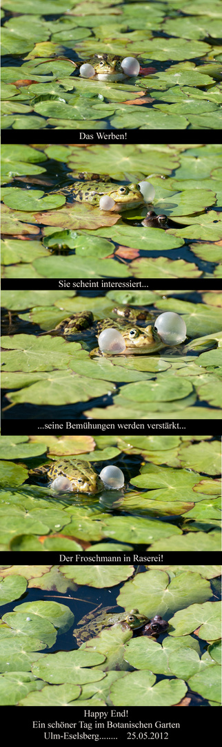 Frosch-Ehe