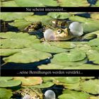 Frosch-Ehe