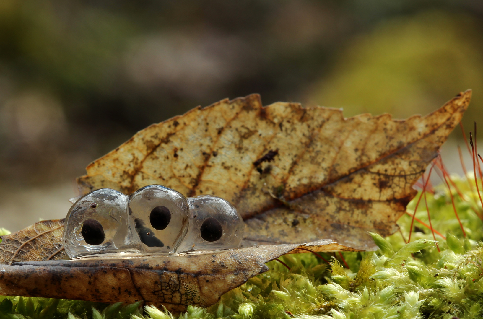 frosch eier.