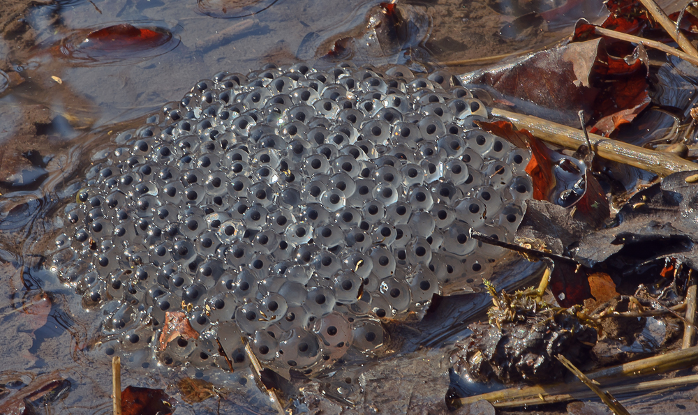 Frosch Eier Foto & Bild tiere, wildlife, amphibien & reptilien