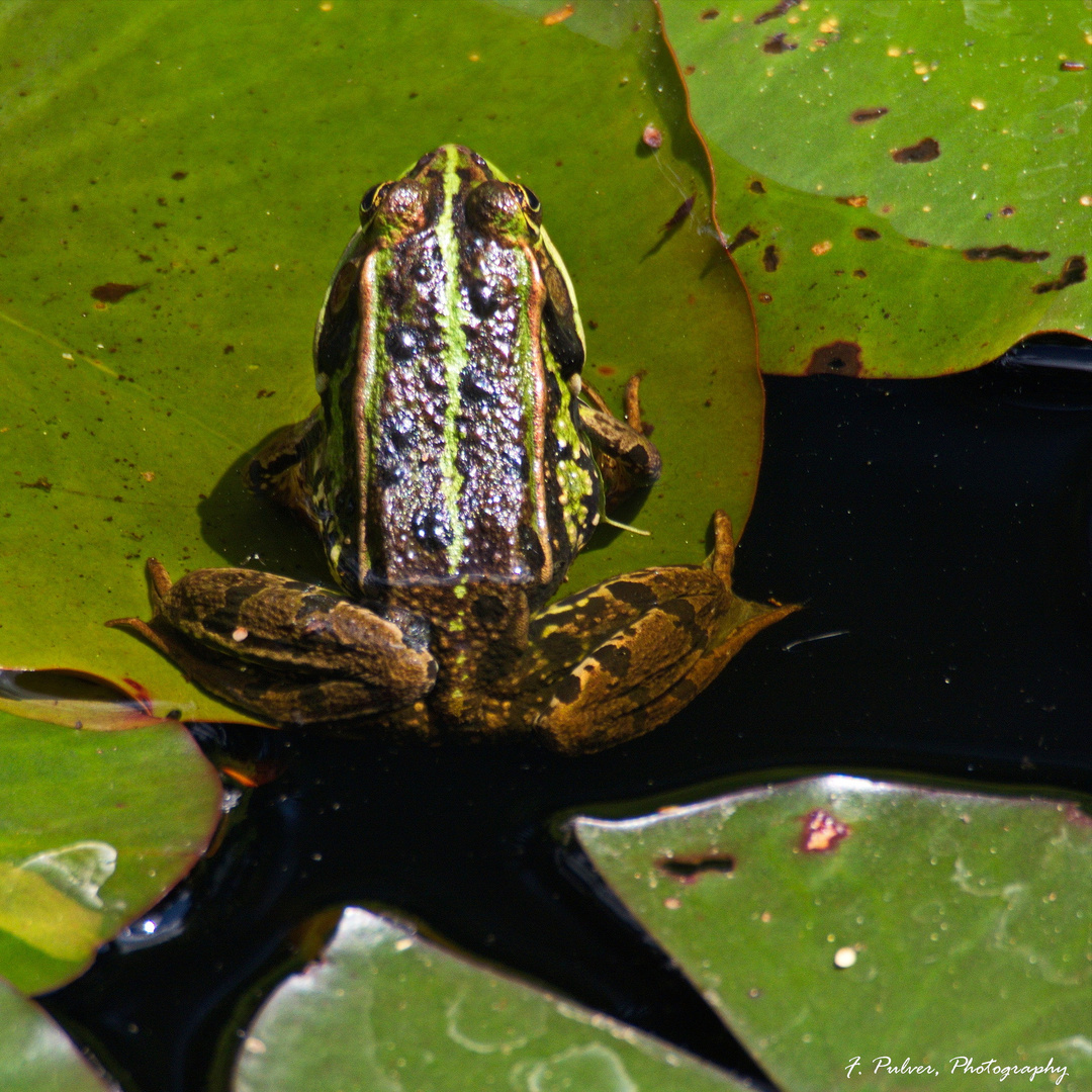 Frosch, einmal von oben gesehen ...