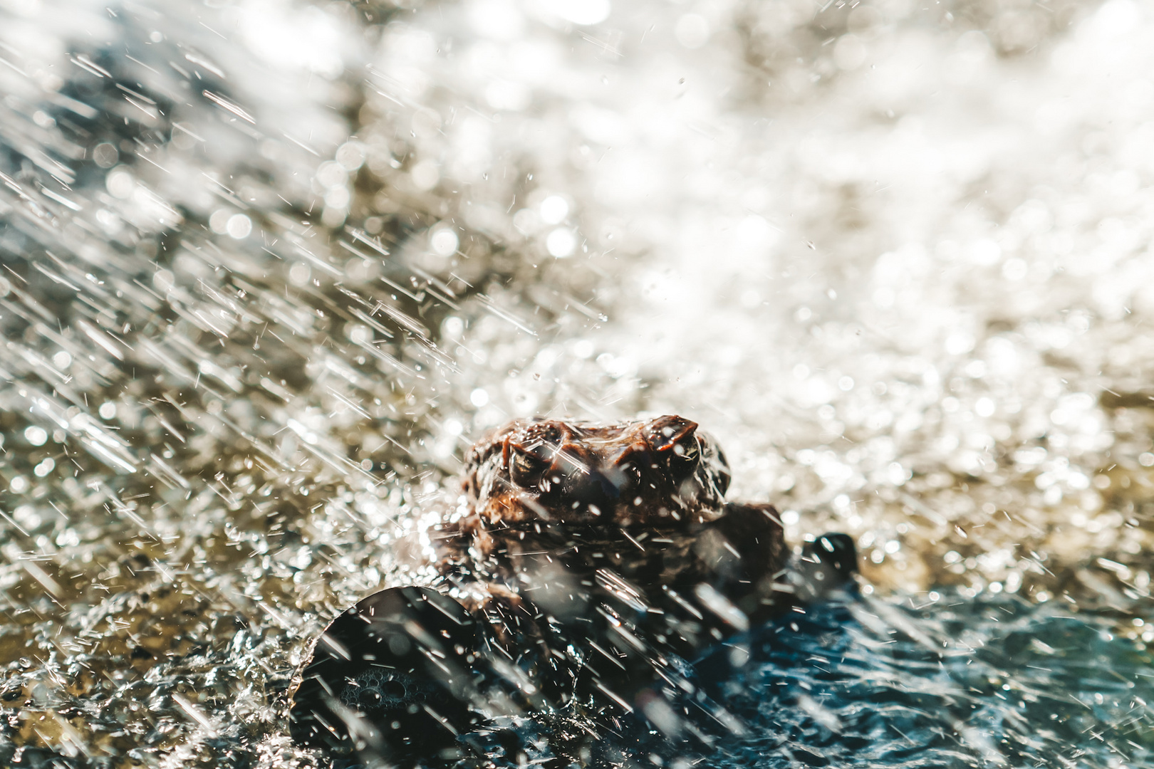 Frosch entspannt sich am Brunnen 