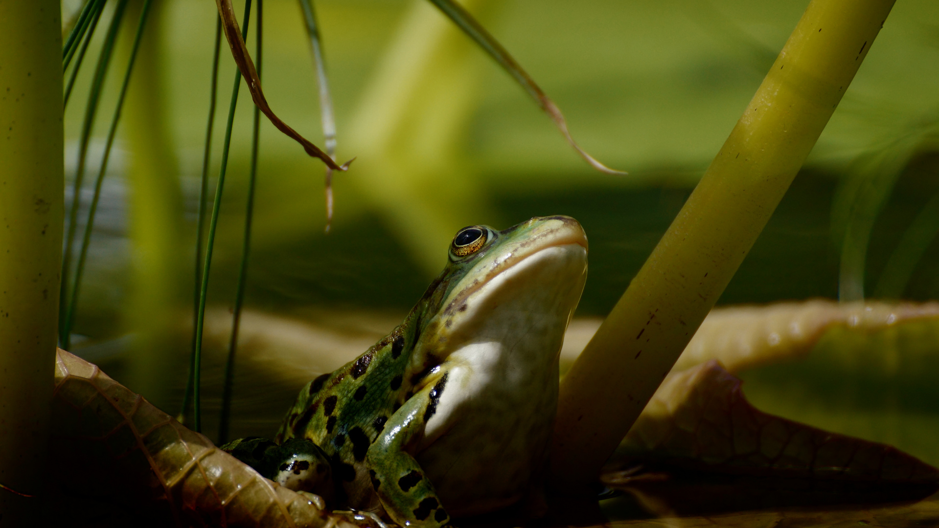 Frosch