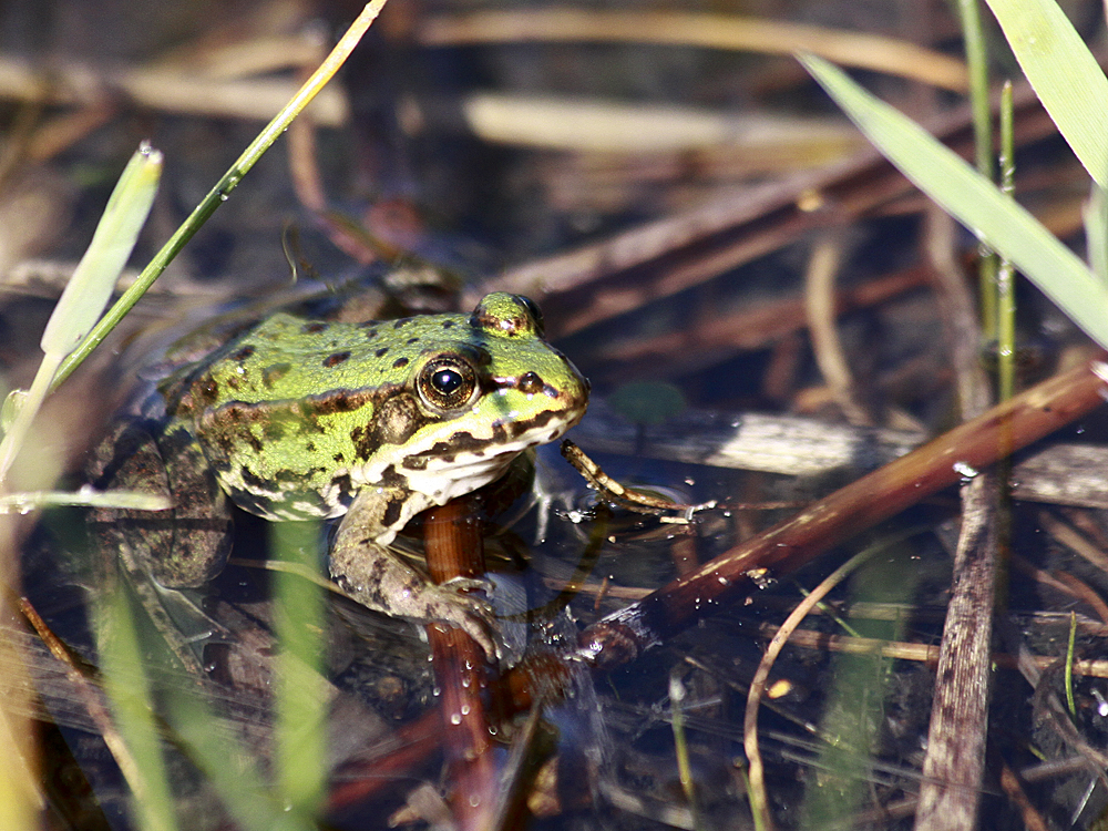 Frosch