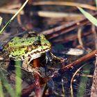 Frosch