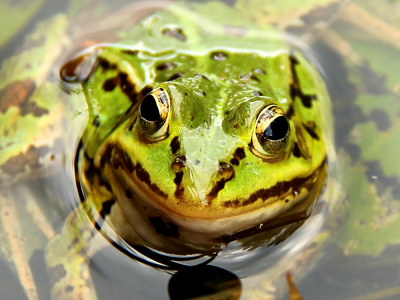 Frosch