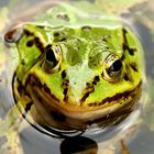 Frosch