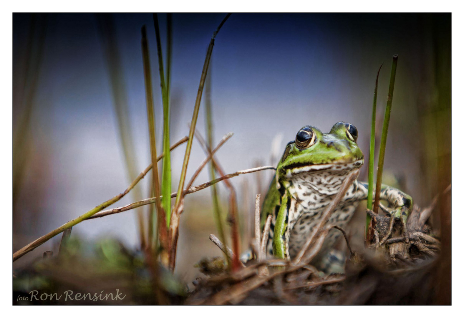 Frosch