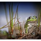 Frosch