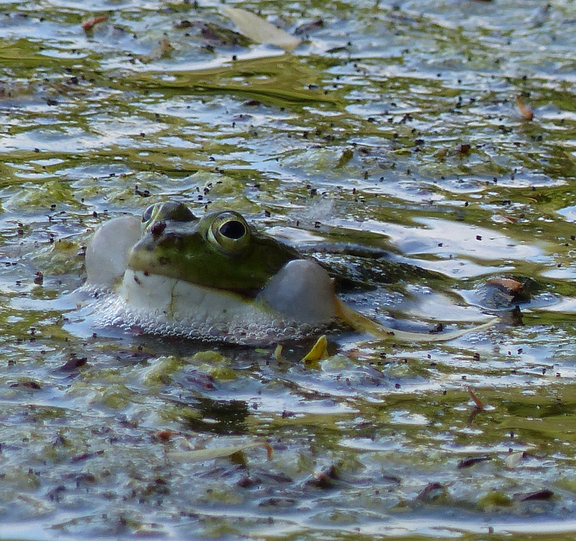 Frosch