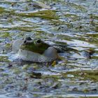 Frosch