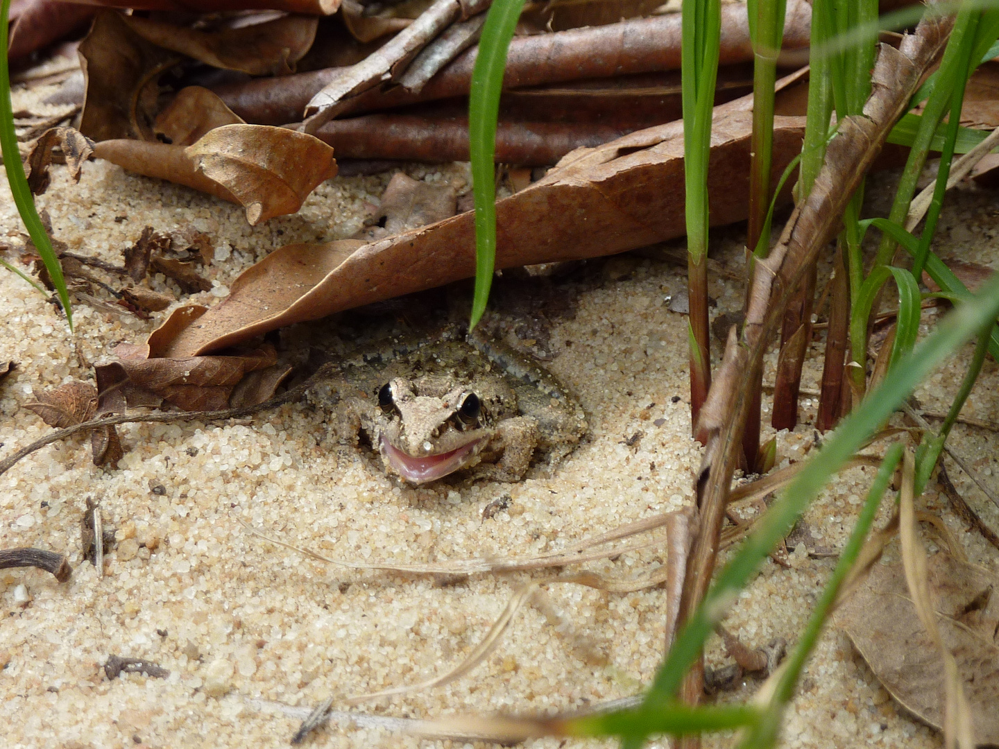 Frosch