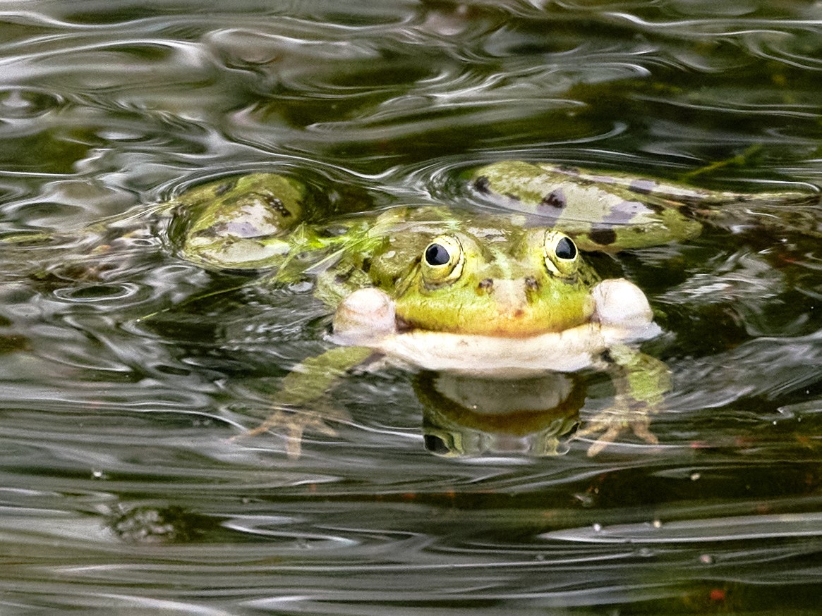 Frosch