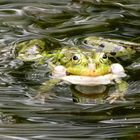 Frosch