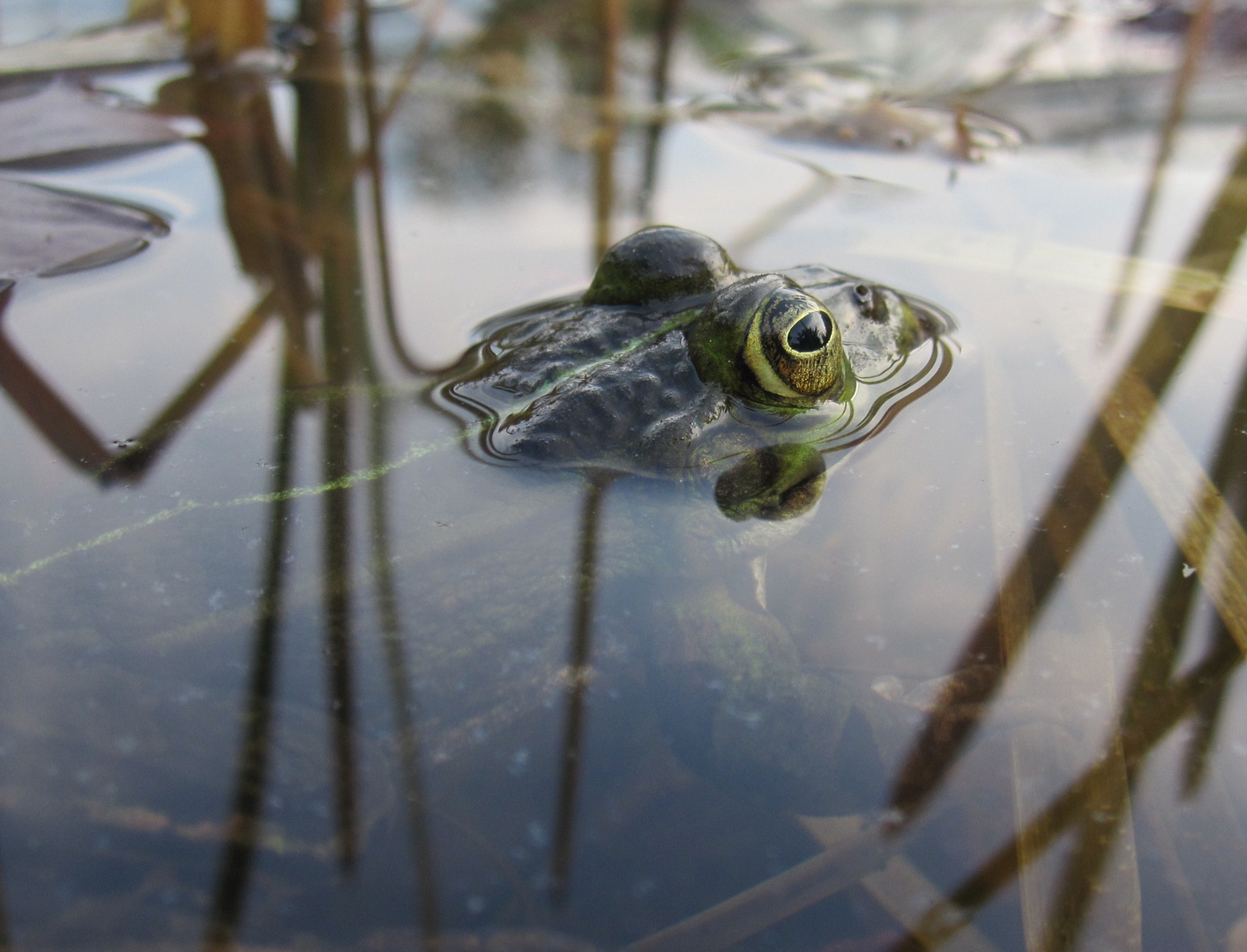 Frosch =)