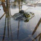 Frosch =)