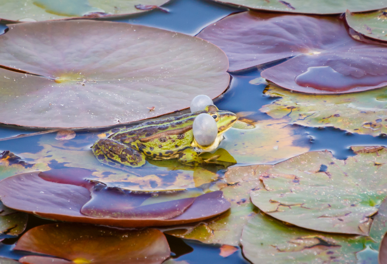 Frosch