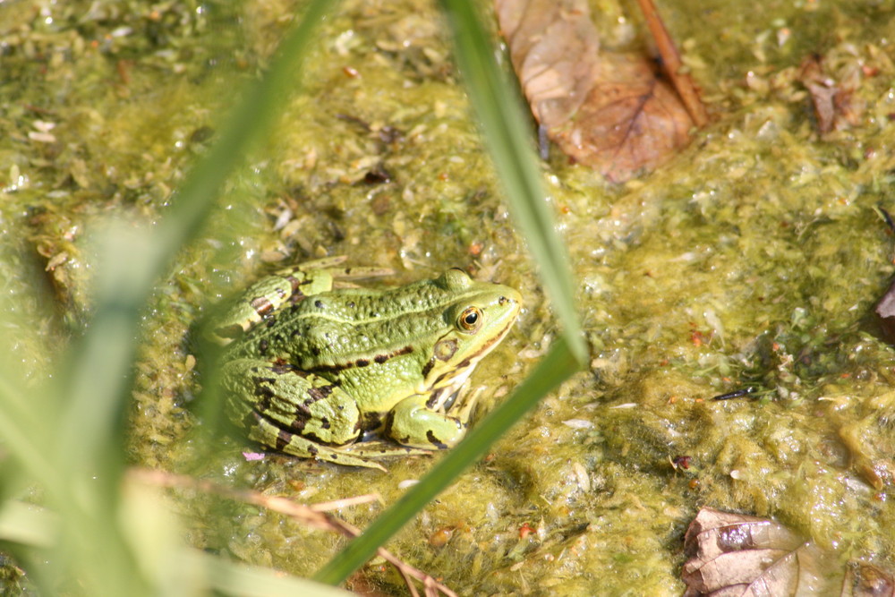 Frosch