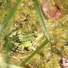 Frosch