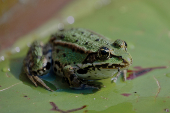 Frosch