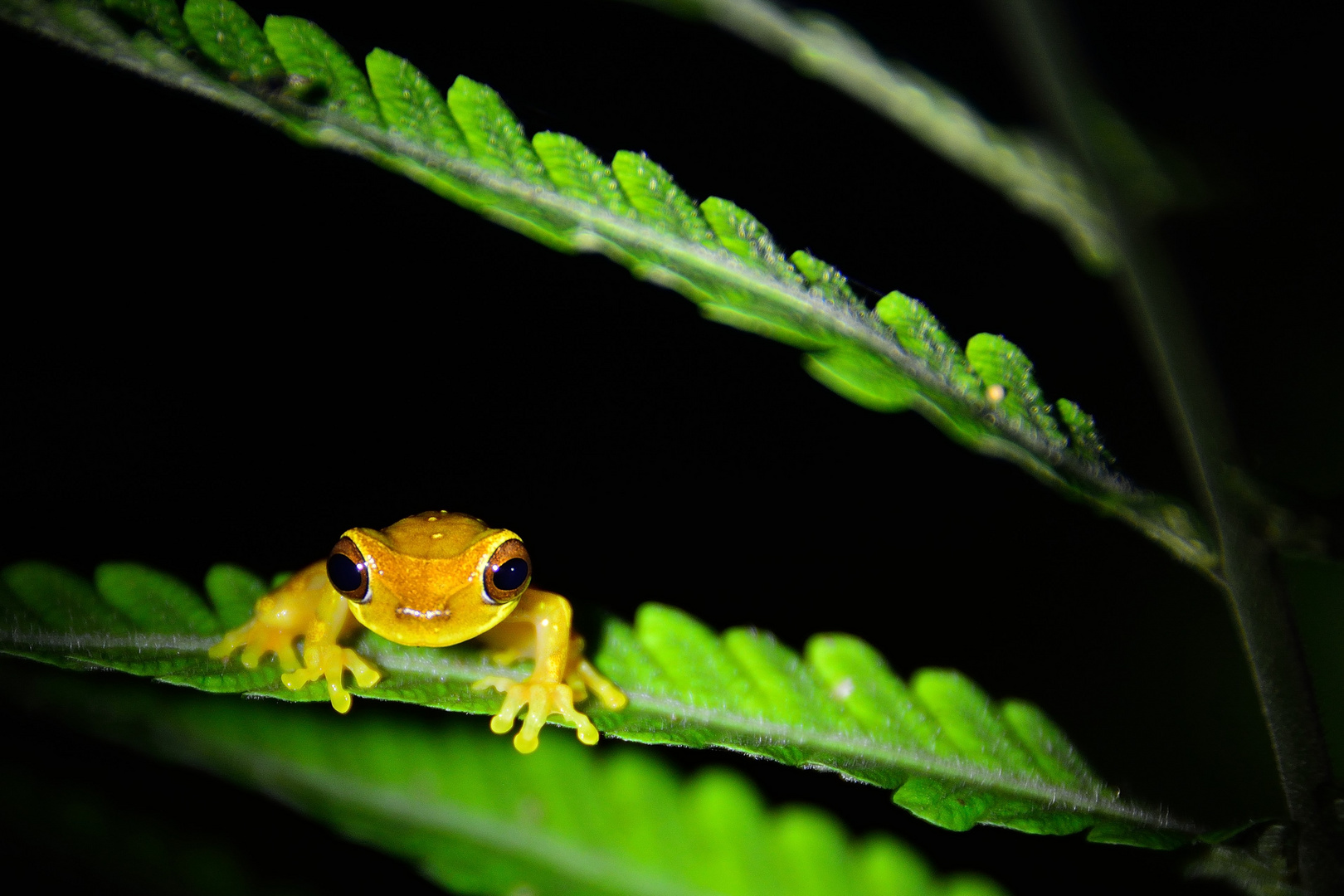 Frosch