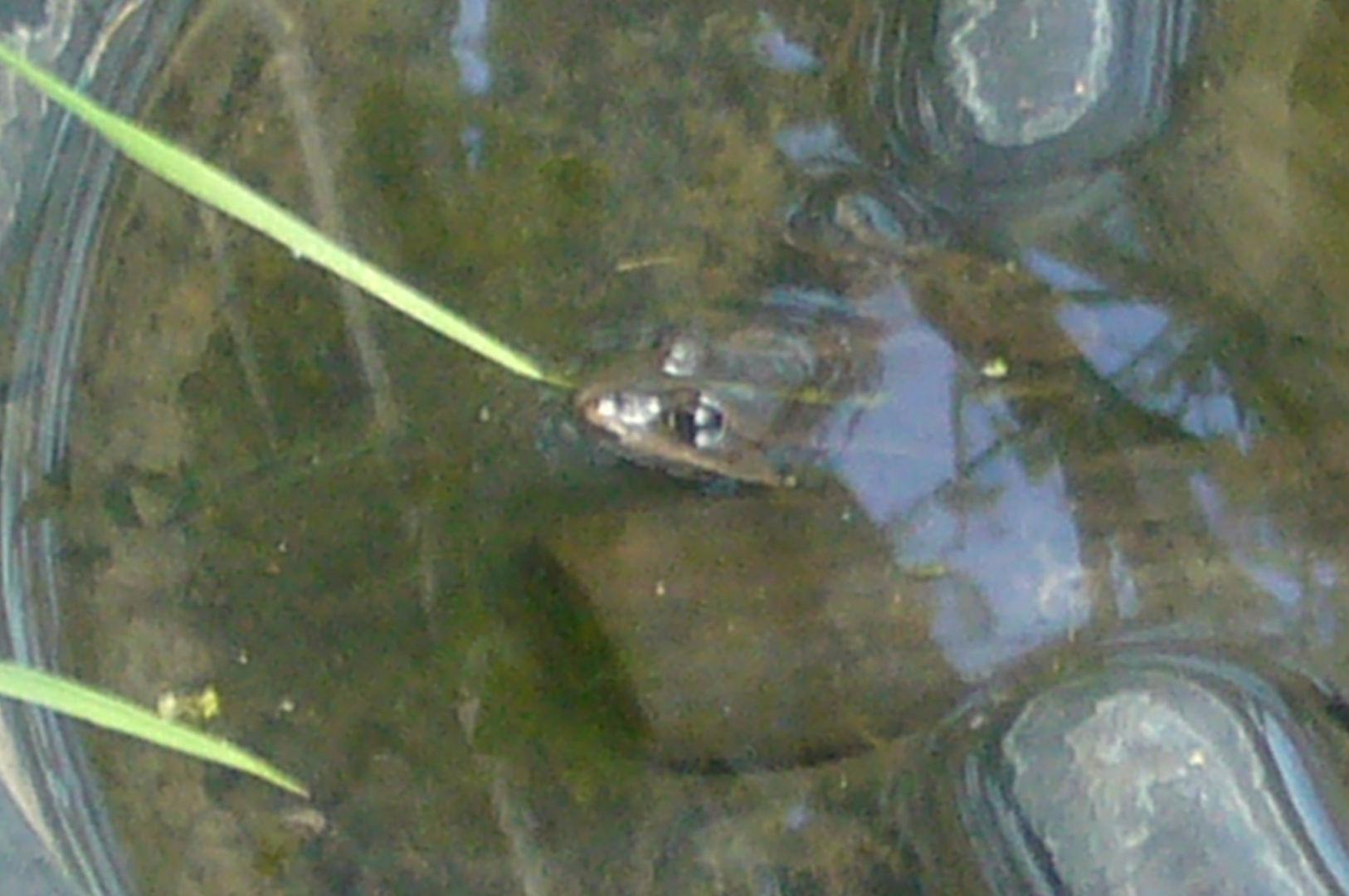 Frosch