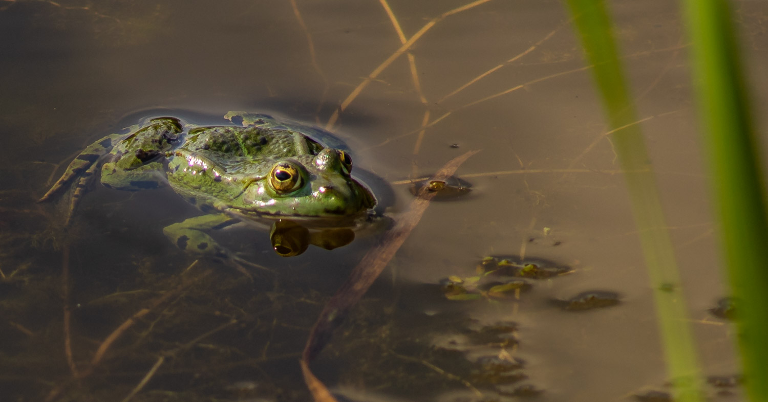 Frosch