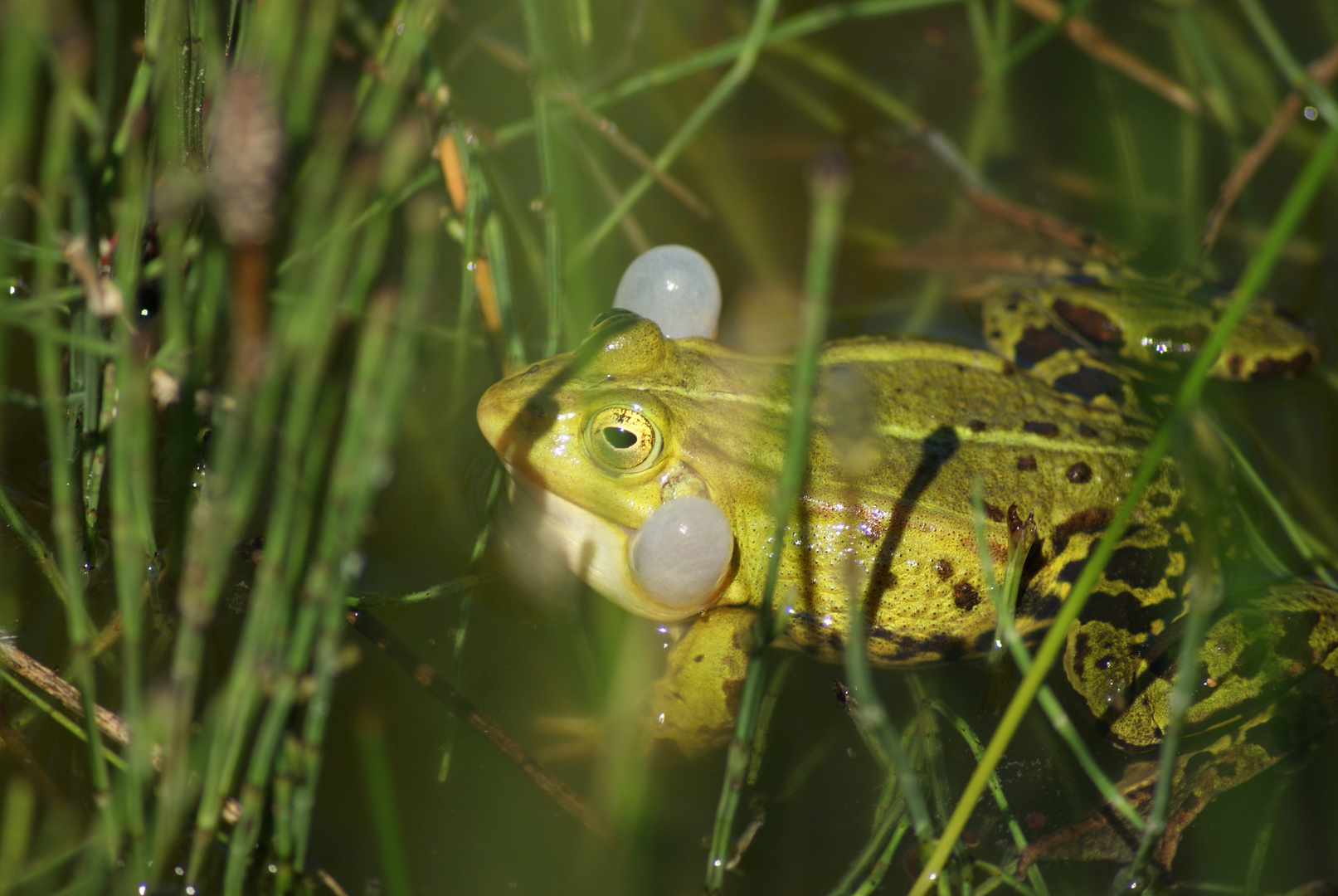 Frosch